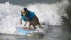 Seekor anjing berkompetisi dalam acara tahunan Surf City Surf Dog di Huntington Beach, California padaSabtu (25/9/2021). Para anjing menaklukkan ombak di atas papan surfingnya. (AP Photo/Ringo H.W. Chiu)