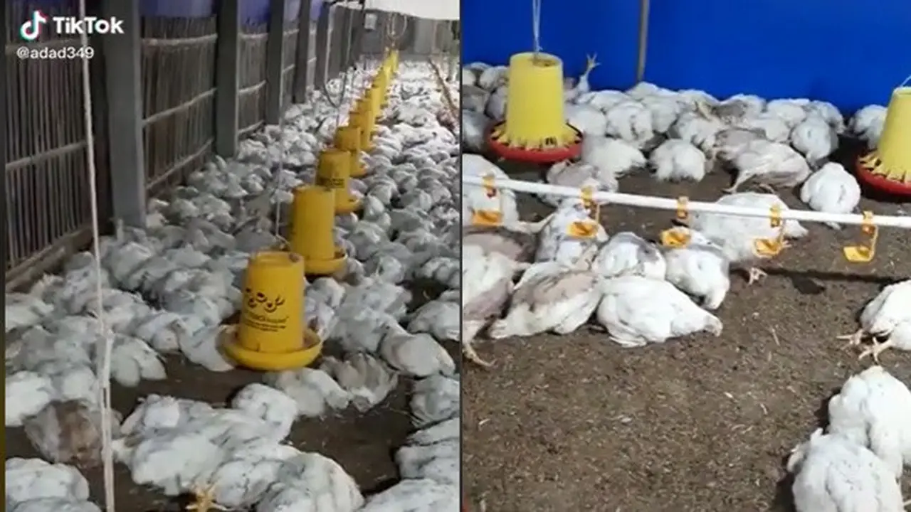 Viral Video Ribuan Ayam di Peternakan Mati Mendadak, Penyebabnya Masih Misteri