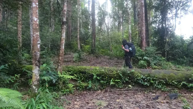 Jalur Gunung Batu Putih di Perak Malaysia. (Dok: Gunung Bagging https://www.gunungbagging.com/batu-putih/nggallery/page/3)