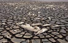 FOTO: Potret Kemarau Ekstrem Landa Meksiko: Danau Mengering, Ribuan Ikan Mati