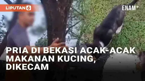 VIDEO: Viral Pria Acak-Acak Makanan Kucing Jalanan di Bekasi Tuai Kecaman Warganet