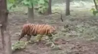 Video berdurasi 30 detik yang berisi kemunculan seekor harimau di tengah hutan jati membuat geger warga Blora. (Liputan6.com/ Ahmad Adirin)