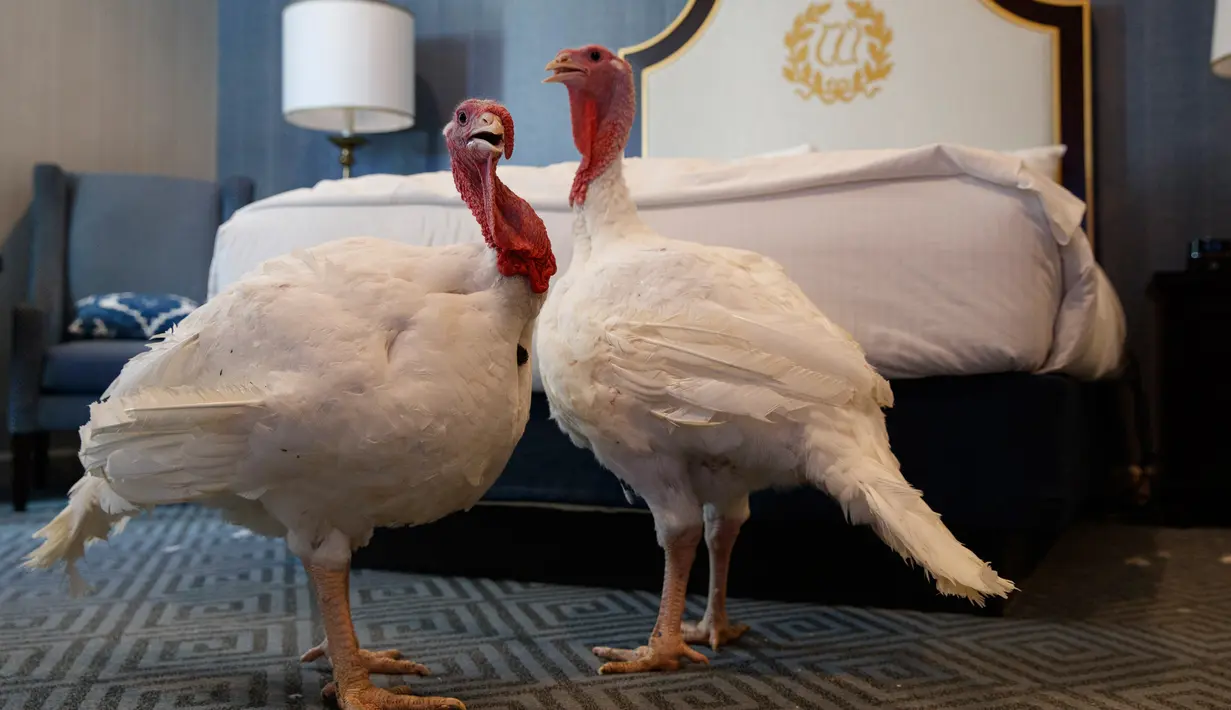 Dua kalkun jantan dari North Carolina bernama Bread and Butter, menginap di sebuah kamar khusus di Willard InterContinental, Washington, Senin (25/11/2019). Kedua kalkun ini akan diampuni oleh presiden dalam upacara di Gedung Putih sebelum perayaan Thanksgiving. (AP/Jacquelyn Martin)