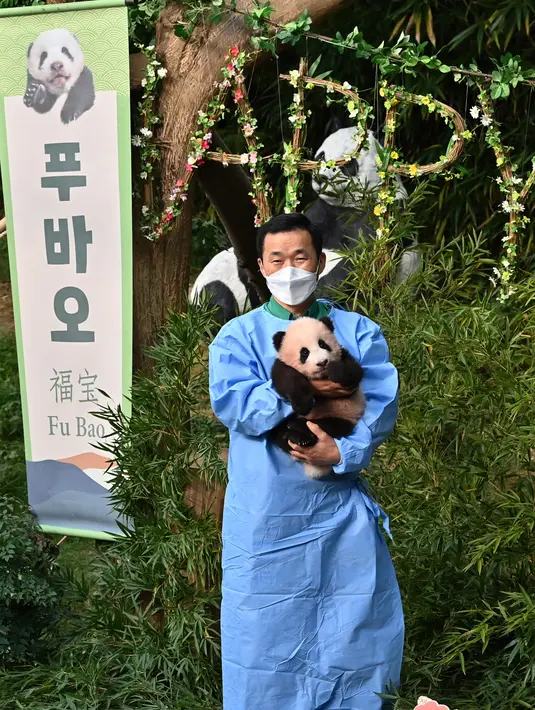 Seorang pengasuh menunjukkan anak panda Fu Bao yang lahir 107 hari lalu di Korea Selatan, saat upacara untuk mengungkapkan namanya di Taman Hiburan Everland di Yongin pada Rabu (4/11/2020). Fu Bao adalah bayi panda pertama yang lahir di Korsel dan merupakan peristiwa langka.  (Jung Yeon-je / AFP)