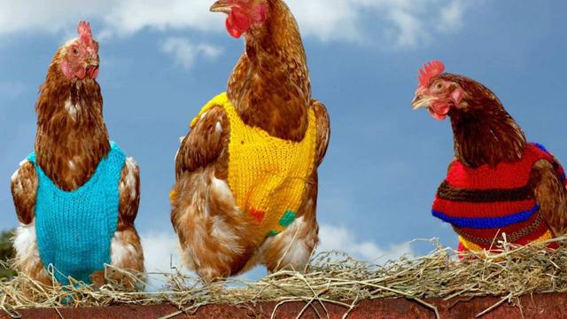 Potret Ayam Saat Pakai Baju ini Bikin Senyum-Senyum