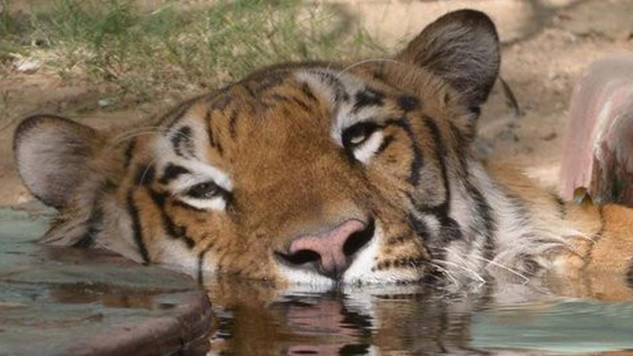Cari minum, harimau Sumatera berkeliaran di perkebunan warga
