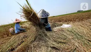 Harapan Daerah Lumbung Beras Usai UU Reforma Agraria Disahkan