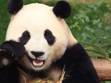 Panda raksasa Fu Bao memakan bambu di taman hiburan Everland di Yongin pada tanggal 3 Maret 2024. (Chung Sung-Jun/POOL/AFP)