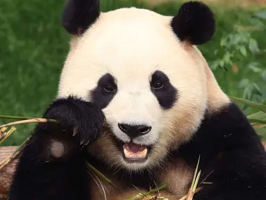 Panda raksasa Fu Bao memakan bambu di taman hiburan Everland di Yongin pada tanggal 3 Maret 2024. (Chung Sung-Jun/POOL/AFP)