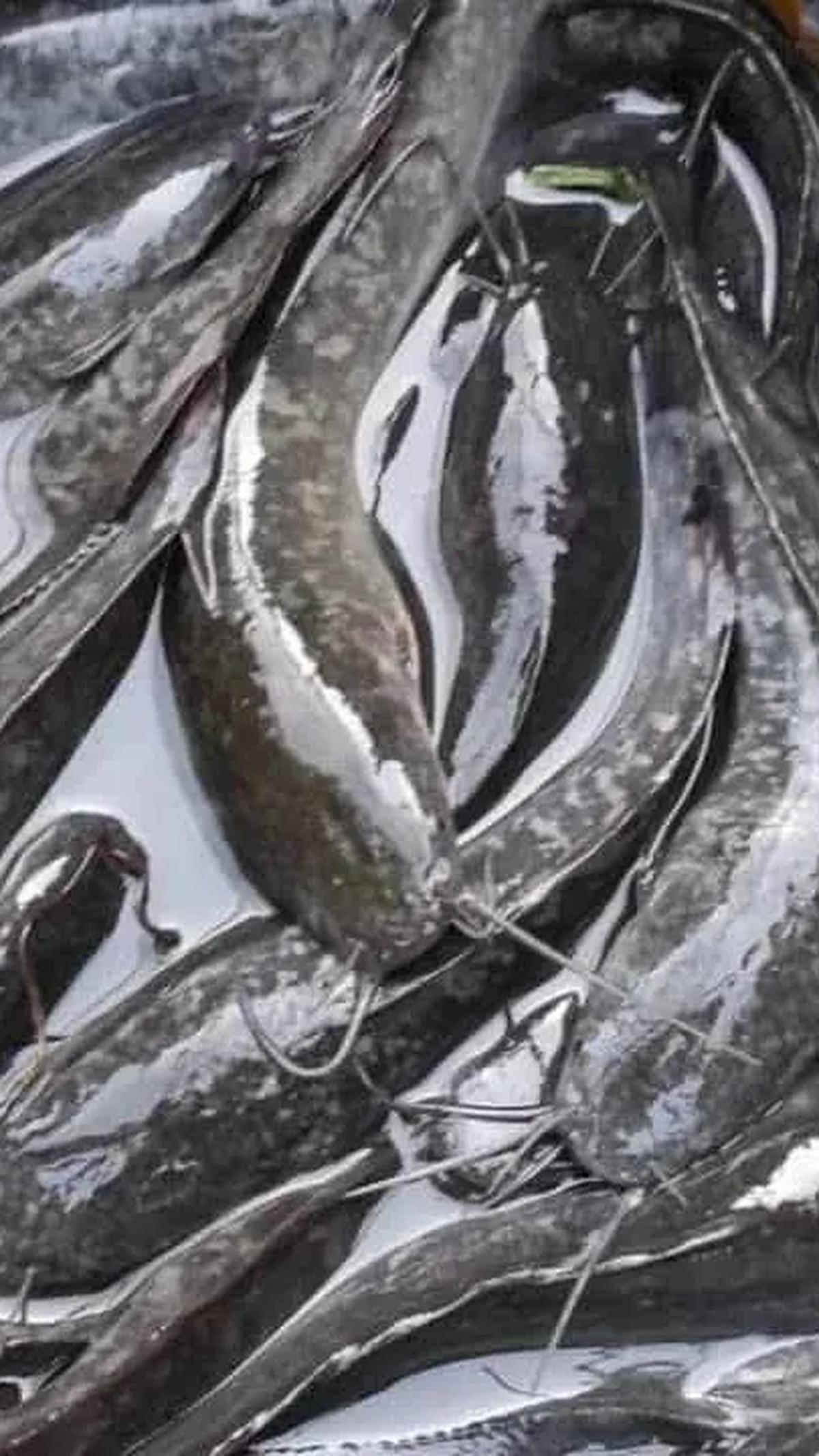 3. Ikan Lele