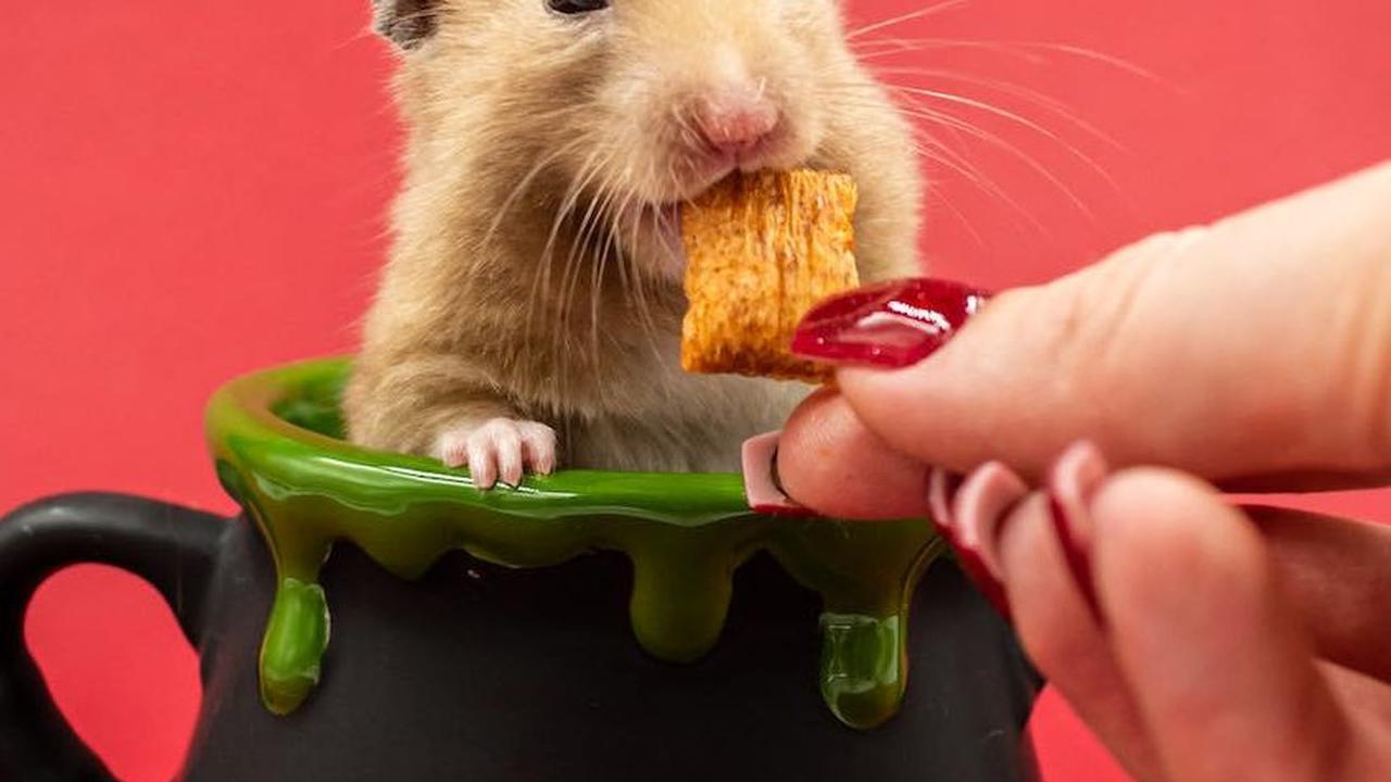 6. Hamster: Aktif dan Lucu, Hewan Pengerat yang Ramah