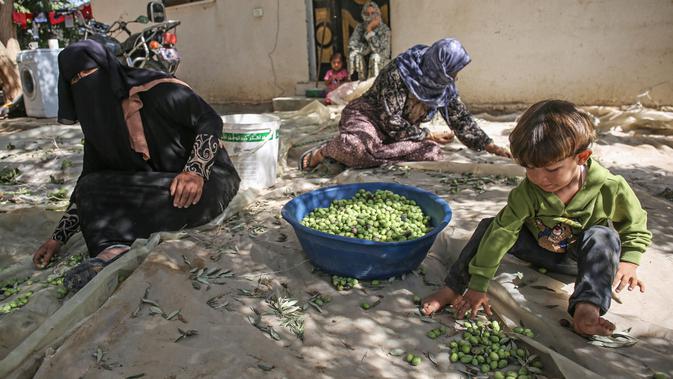 Wanita Palestina menyortir buah zaitun selama musim panen di Khan Younis, Jalur Gaza Selatan pada 6 Oktober 2019. Memanen zaitun dianggap sebagai perayaan bagi warga Palestina dan hari yang menggembirakan bagi para petani di Gaza, serta Palestina pada umumnya. (SAID KHATIB/AFP)
