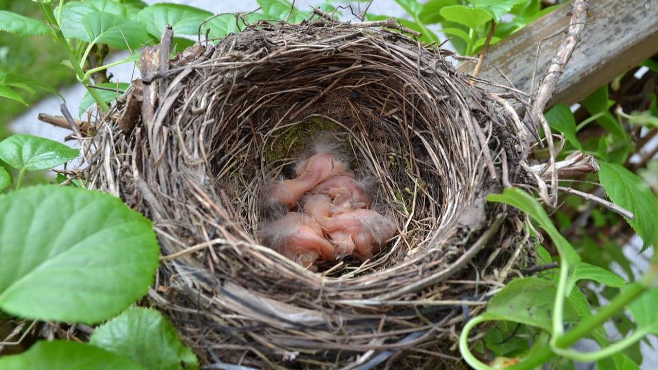 3. Meminta Makanan Anak Burung Lain