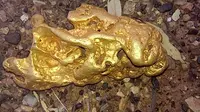 Bongkahan emas 4,1 Kg yang ditemukan Victoria 'Golden Triangle', barat laut Melbourne, Australia pada Jumat 19 Agustus lalu. (Mine Lab)