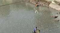 Warga Kota Baubau, berebut menangkap ikan lompa yang tiba-tiba muncul di muara sungai.(Liputan6.com/Ahmad Akbar Fua)