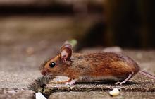 Cara Mengusir Curut atau Tikus dari Rumah dengan Bahan Alami, Dijamin Curut Kabur dan Tidak Kembali