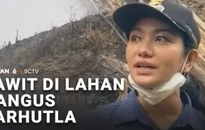 Sawit di Lahan Hangus Karhutla