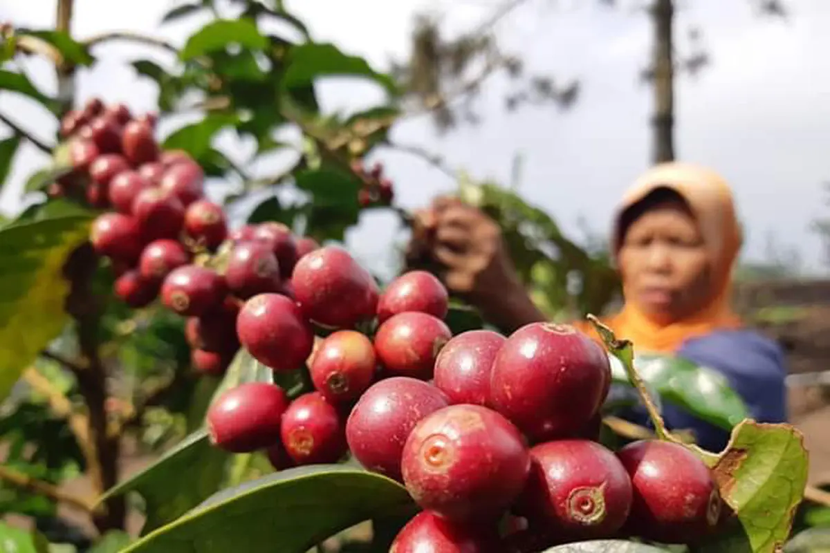 Upaya Kementan untuk Dorong Pekebun Tingkatkan Kualitas Kopi