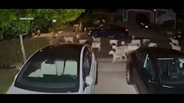 Ratusan Kambing Melarikan Diri di California