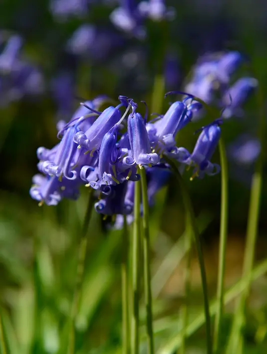 Bunga bluebell liar, yang mekar sekitar pertengahan April mengubah hutan menjadi hamparan biru seperti karpet di Hallerbos, juga dikenal sebagai "Hutan Biru", dekat kota Halle, Belgia, Rabu (15/4/2020). Tahun ini wisata keindahan hamparan bunga itu ditutup karena pandemi Covid-19. (JOHN THYS/AFP)