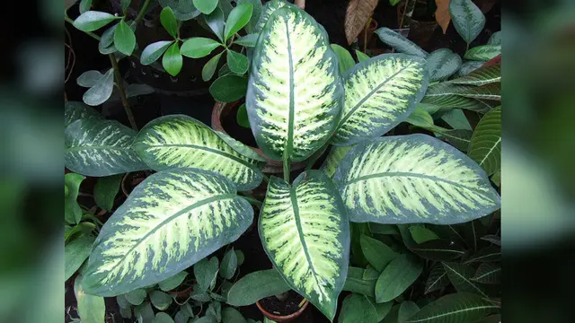 Dieffenbachia