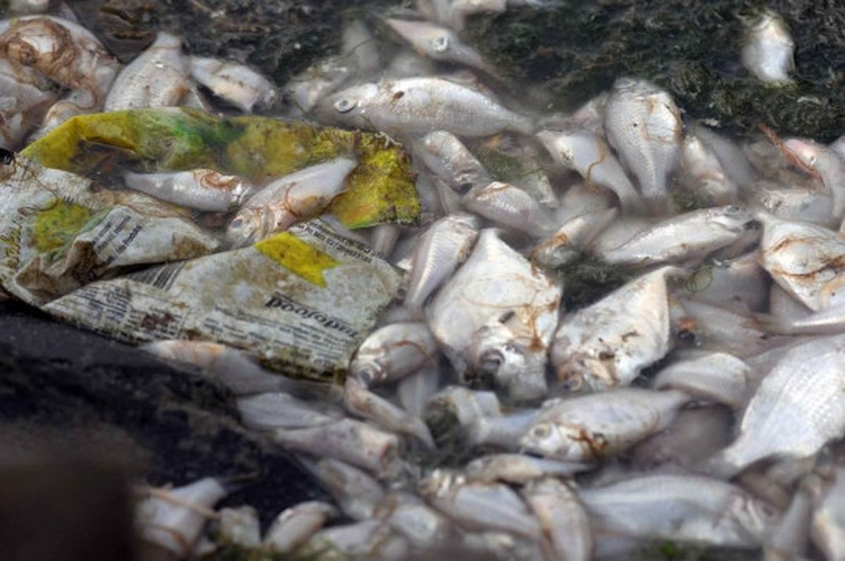 Jutaan ekor ikan berbagai jenis mati misterius di Pantai Ancol