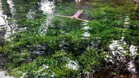 Air telaga sebening kaca itu menjadi sumber air bersih warga sekitar, selain juga dimanfaatkan wisatawan untuk berenang. (Liputan6.com/Panji Prayitno)