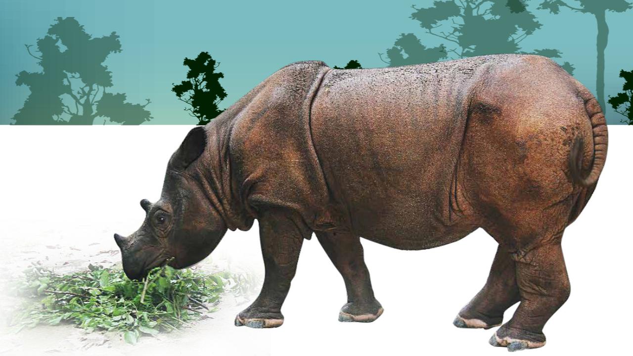 Badak Terkecil di Dunia Ternyata Ada Indonesia, Hobinya Jalan Kaki Jauh untuk Cari Pucuk Daun Muda