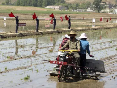 Petani menanam padi menggunakan penanam bibit padi di Chongsan Cooperative Farm, Distrik Kangso, Nampho, Korea Utara, 9 Mei 2022. (AP Photo/Cha Song Ho)