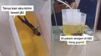 Nyaris Mati, Pria Ini Bawa Ikan Cupang Peliharaannya ke IGD