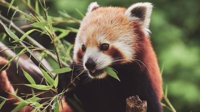 red panda