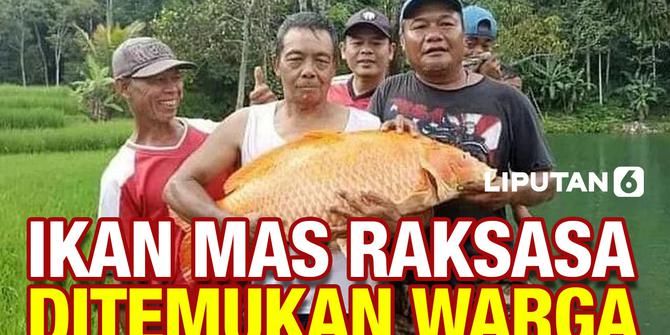 VIDEO: Penemuan Ikan Mas Raksasa Gegerkan Warga Banten