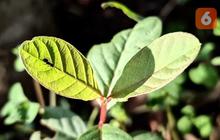 Teh Berbahan Daun Jambu Biji Bisa Bantu Atasi Gejala Diabetes Tipe 2
