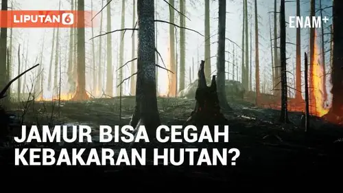 VIDEO: Jamur Bisa Kurangi Risiko Kebakaran Hutan, Bagaimana Caranya?