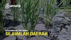 Badan Meteorologi, Klimatologi, dan Geofisika (BMKG) mewanti-wanti potensi kekeringan dampak dari musim kemarau bisa terjadi hingga Oktober. Sejumlah wilayah berpotensi mengalaminya.