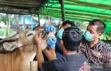 DKI Jakarta Gencarkan Edukasi Penanganan Hewan Kurban Higienis Jelang Idul Adha
