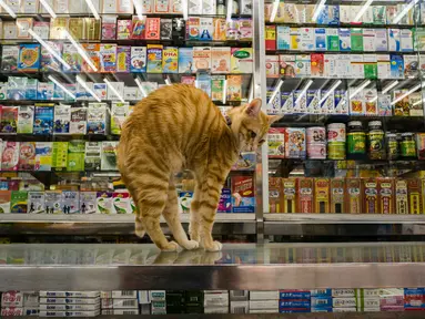 Seekor kucing berdiri di atas etalase salah satu toko di Hong Kong, Senin (12/12). Hampir setiap pedagang di Hong Kong memelihara seekor kucing karena dianggap membawa keberuntungan. (AFP Photo/Anthony Wallace) 