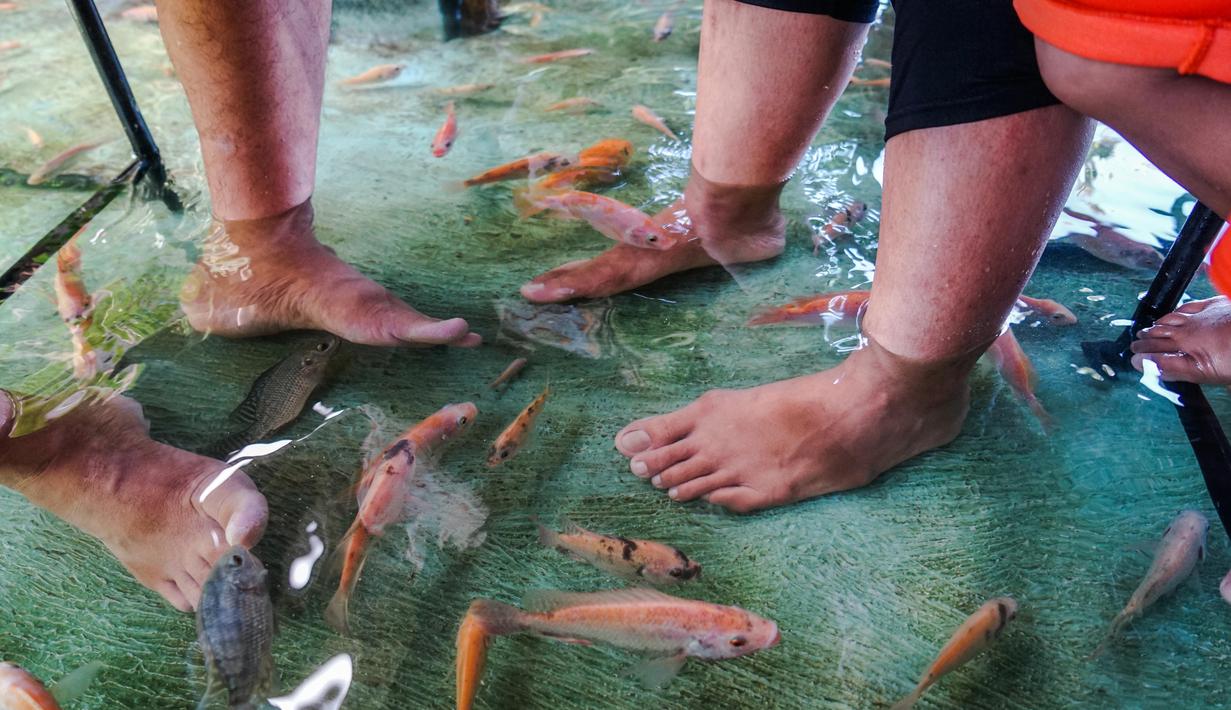 Ikan menggigit kaki pengunjung yang sedang menikmati makanan restoran kolam ikan di desa Wedomartani di Yogyakarta (15/11/2019). Restoran menempatkan meja-meja dan bangku-bangku untuk pengunjung di dalam kolam ikan yang dangkal. (AFP Photo/Oka Hamied)