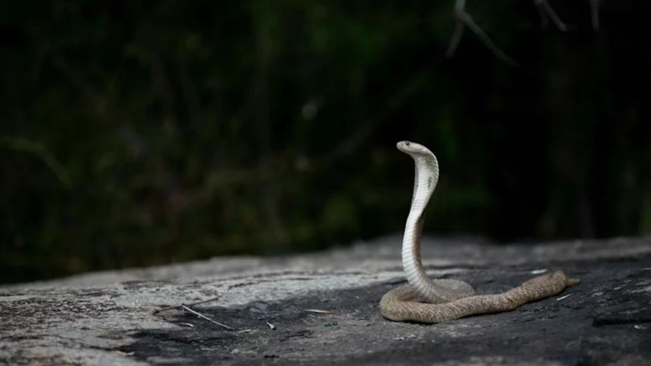 8 Jenis Ular yang Berkembang Biak di Area Berbatu, Pelajari Cara Pencegahannya
