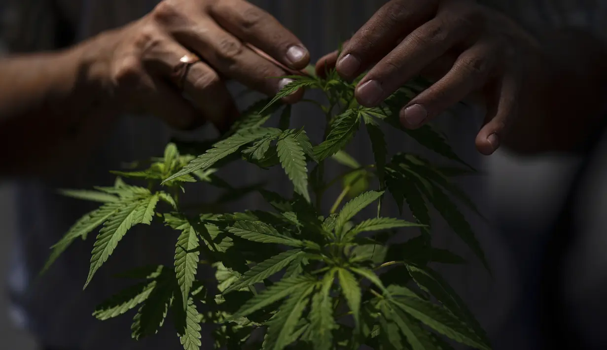 Seorang aktivis hak ganja menyentuh tanaman ganja sambil menjelaskan kepada pejalan kaki manfaat tanaman di luar Mahkamah Agung di Mexico City, Rabu (11/5/2022). Mahkamah Agung diperkirakan akan segera memutuskan undang-undang yang akan mengubah batas berapa banyak ganja yang dapat dibawa secara legal oleh seseorang. (AP Photo/Fernando Llano)
