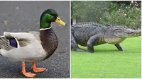 Aksi bebek usir aligator di lapangan golf. (Sumber: Animal Planet)