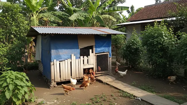 Kandang Ayam Sistem Close House Sederhana