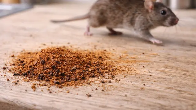 mengusir tikus