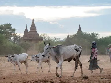 Foto yang diambil pada 8 Juli 2024 ini menunjukkan para penggembala berjalan bersama ternak melewati kuil-kuil di Bagan di Kawasan Mandalay tengah Myanmar. (Sai Aung MAIN / AFP)
