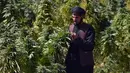 Seorang petani bekerja di perkebunan ganja di distrik Panjwai Kandahar (13/10/2021). Taliban mempertahankan kehadiran psikologis dan fisik yang signifikan di distrik tersebut, dan merebutnya kembali pada 10 Juli 2021, selama serangan Taliban 2021. (AFP/Javed Tanveer)