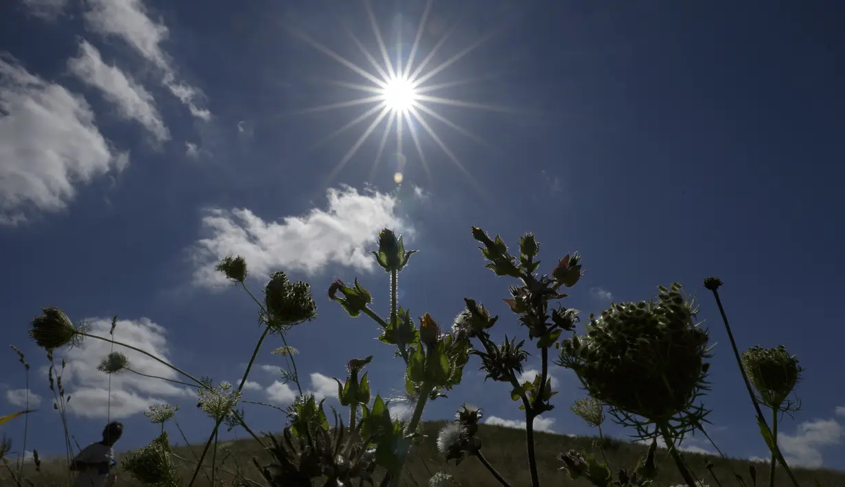 Taman ini dibuat sebagai bagian dari proyek Northolt dan Greenford Country Park, dan kembali ke Rectory Park yang lebih tua. (AP Photo/Kirsty Wigglesworth)