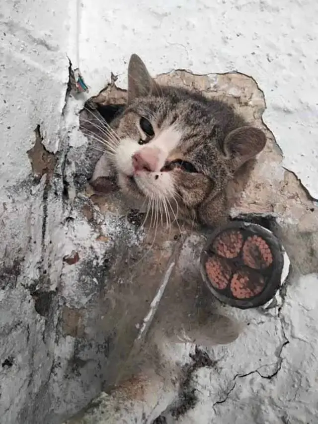 10 Potret Lucu Kucing Muncul dari Lubang Tampil Menggemaskan