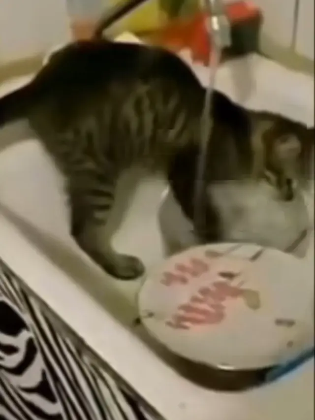 Tingkah Kucing Bermanfaat Bagi Manusia
