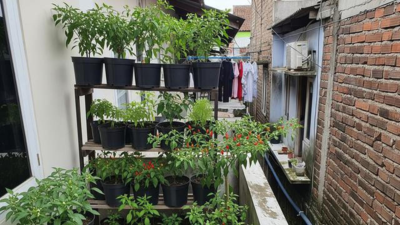 7 Inspirasi Kebun Cabai Mini di Rumah Tanpa Halaman, Cocok untuk Lahan Sempit