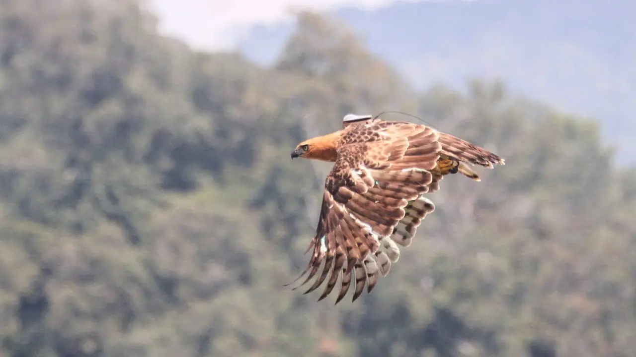 Ragil Si Elang Jawa Kini Terbang Bebas di Langit Gunung Halimun Salak